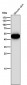 Anti-Wnt5a Rabbit Monoclonal Antibody
